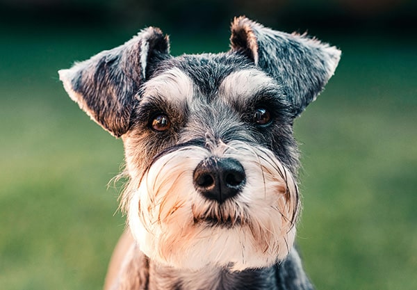Close-up of a gray and white Schnauzer dog with expressive eyes and a bushy beard, reminiscent of a wise veterinarian, looking directly at the camera. The background is blurred and green, suggesting an outdoor setting.