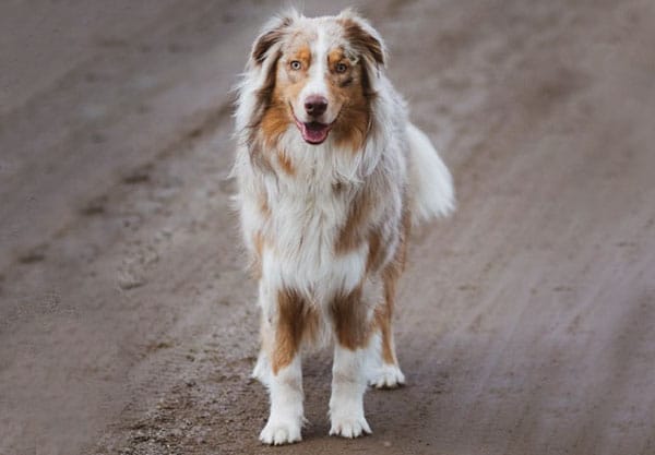 A fluffy, tricolor Australian Shepherd dog stands on a dirt path, looking directly at the camera with its mouth slightly open, showing a friendly expression that could charm any vet.