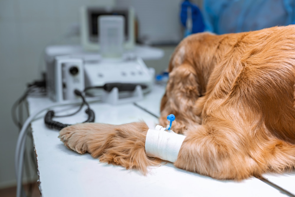 A close-up of a dog’s paw with an intravenous catheter inserted, lying on a table in a veterinary clinic with medical equipment in the background.