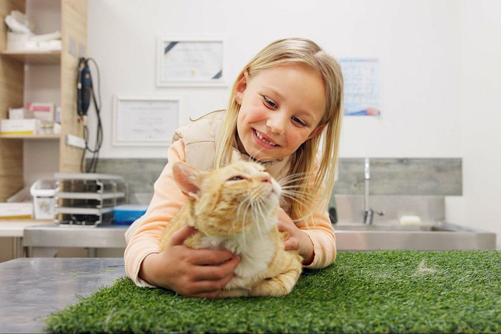 A young girl smiles while gently petting an orange cat on a table covered with artificial grass, inside a room adorned with certificates from the vet on the wall.