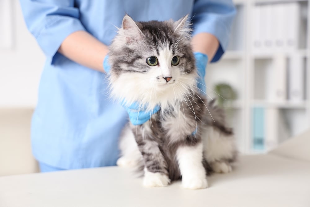A veterinarian in blue scrubs and gloves examines a fluffy gray and white cat on a table in a bright, clinical room.