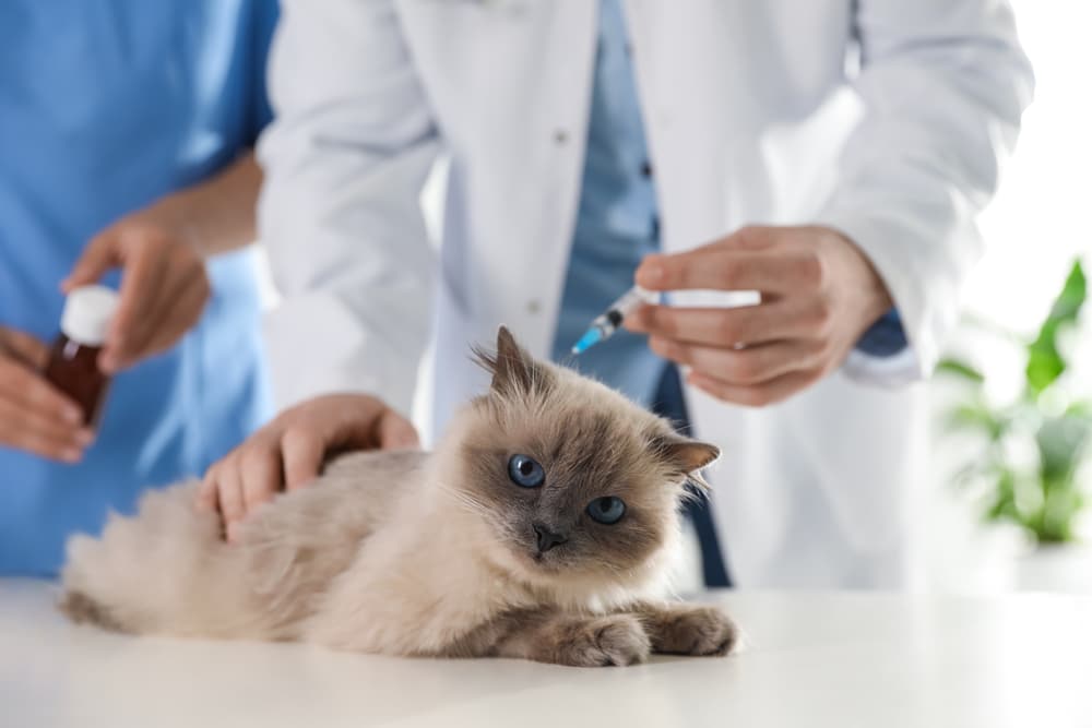 A fluffy Siamese cat lies on a table while a veterinarian in a white coat prepares to give it an injection, with another person holding a medicine bottle in the background.
