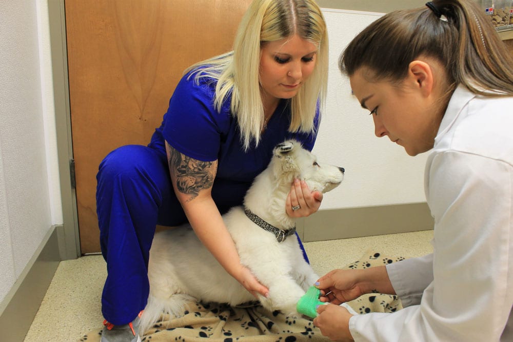 Two women care for a white dog with a bandaged paw. One holds the dog while kneeling, the other, wearing a lab coat, tends to the bandage. They are in a brightly lit room with a patterned blanket under the dog.