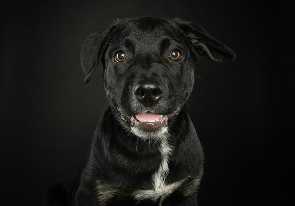 A black dog with a white patch on its chest and brown eyes sits against a dark background, perhaps waiting for the veterinarian. Its mouth is slightly open, showing teeth, and one ear is perked up while the other flops over.