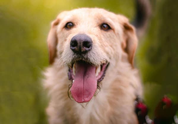 A happy, golden-colored dog with a fluffy coat and a wide, open mouth showing its tongue, set against a blurred green background, looks like it just returned from the vet.