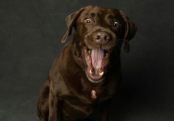 A happy chocolate Labrador retriever sits against a dark background, its mouth open wide in an expressive, joyful manner. Its ears are perked up, and its bright eyes convey excitement and friendliness, much to the delight of the attentive veterinarian nearby.