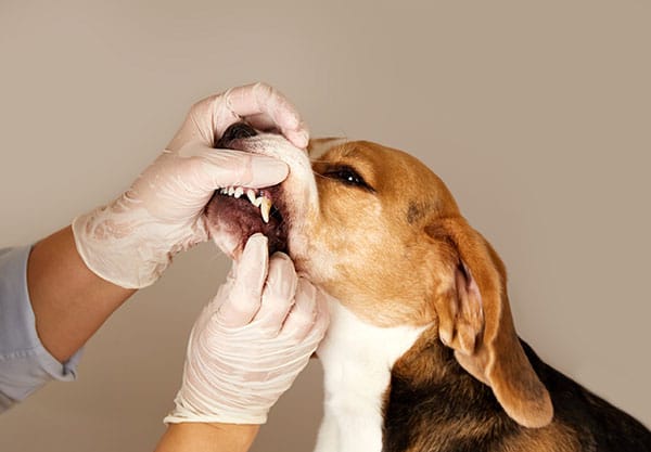 A person wearing gloves is gently lifting a beagle dog's lip to examine its teeth and gums against a plain background.