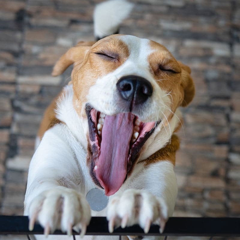A beagle with brown and white fur stands with its front paws on a fence, eyes closed and mouth wide open in a yawn, perhaps dreaming of its next visit to the veterinarian. The background features a textured stone wall.