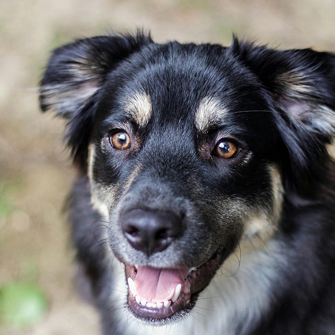 A close-up of a black and tan dog with pointy ears and bright eyes, looking directly at the camera, as if waiting for a treat. The dog's mouth is slightly open, showing its teeth, giving the impression of a friendly demeanor. A vet would surely admire this photogenic pet against the blurred background.