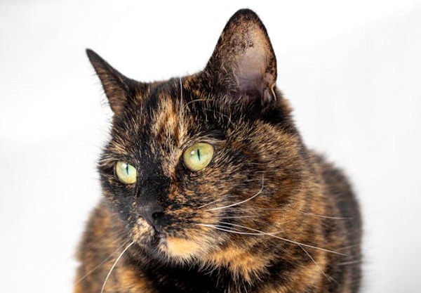 A close-up of a tortoiseshell cat with light green eyes, looking slightly to the side, as if awaiting a veterinarian's gentle touch. The cat's fur has a mix of black, brown, and orange hues against a plain white background.