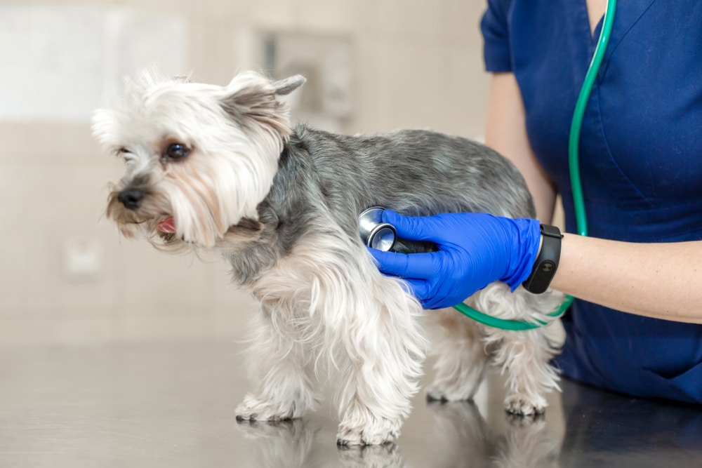 A veterinarian wearing blue gloves uses a stethoscope to check the heartbeat of a small, gray and white dog standing on an exam table.