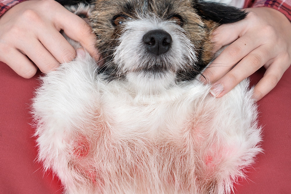 A small dog with white and brown fur lies on its back, showing its belly with red, irritated skin. A person's hands gently hold the dog, providing comfort.