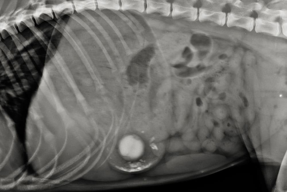 X-ray image showing the side view of an animal’s torso, possibly a dog, with visible spine, ribs, and internal organs. A round, dense object is visible in the abdominal area, possibly indicating a foreign object.