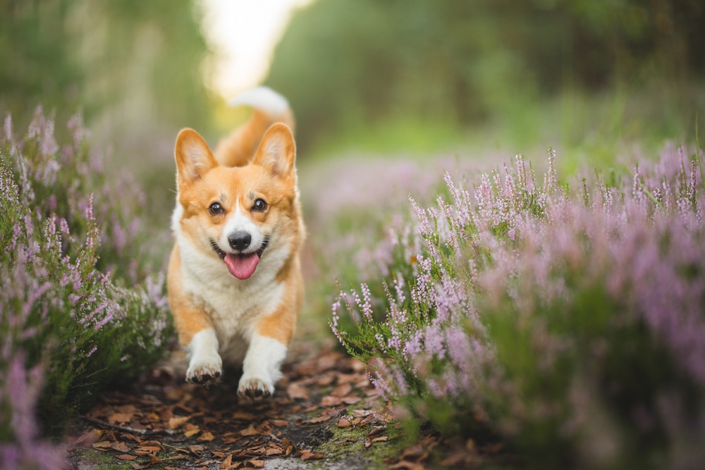 A happy corgi runs along a path lined with blooming purple heather, with green foliage and soft sunlight in the background.