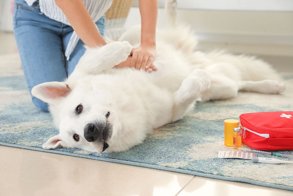 A veterinarian kneels on a blue carpet, performing CPR on a large white dog lying on its back. Nearby, there's a red first aid kit and medication bottles, emphasizing the importance of pet emergency care.