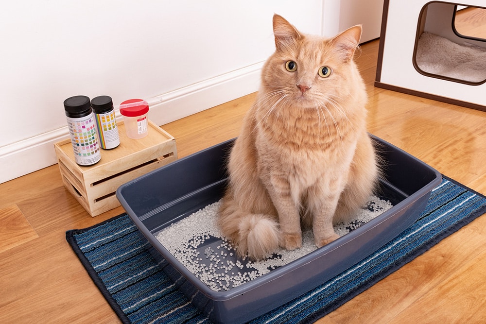 A fluffy orange cat sits in a gray litter box on a blue striped mat. Next to the box is a small wooden crate holding bottles and a container. A pet house is visible in the background.
