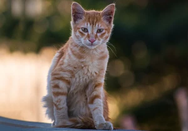 A ginger tabby kitten sits on a ledge outdoors, gazing forward like a curious young patient at the veterinarian's office, with soft, blurred greenery in the background.