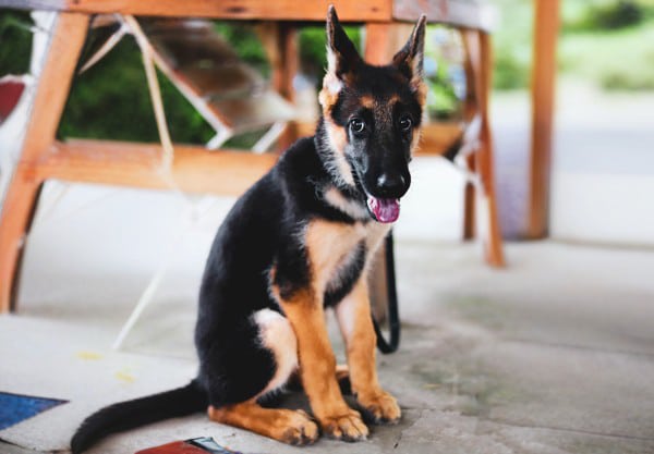 A young German Shepherd puppy sits on the floor, looking up with ears perked and tongue out, as if waiting for the vet's caring attention. The background shows part of a wooden table and greenery outside. The puppy appears curious and alert.