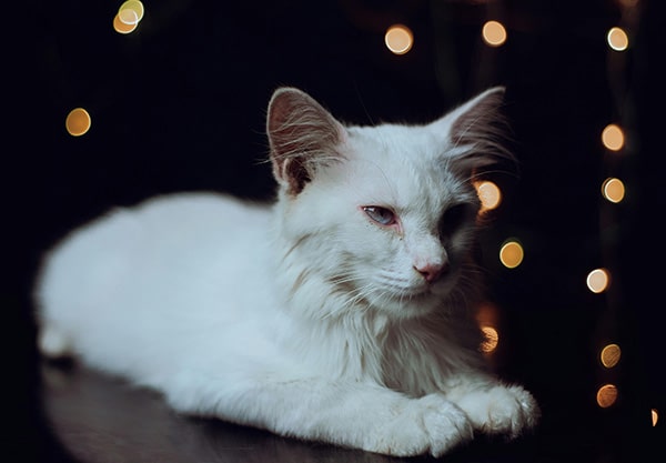 A fluffy white cat with its eyes half-closed relaxes on a dark surface, recovering from a vet visit. The background is adorned with soft, blurred golden fairy lights, creating a warm and cozy atmosphere.