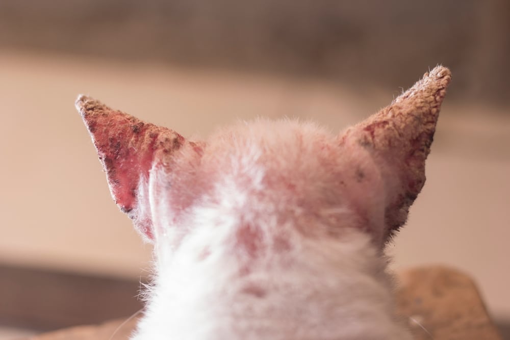 A close-up view of the back of a white cat’s head, focusing on its ears, which appear to be crusty, scabbed, and possibly affected by a skin condition. The background is out of focus.