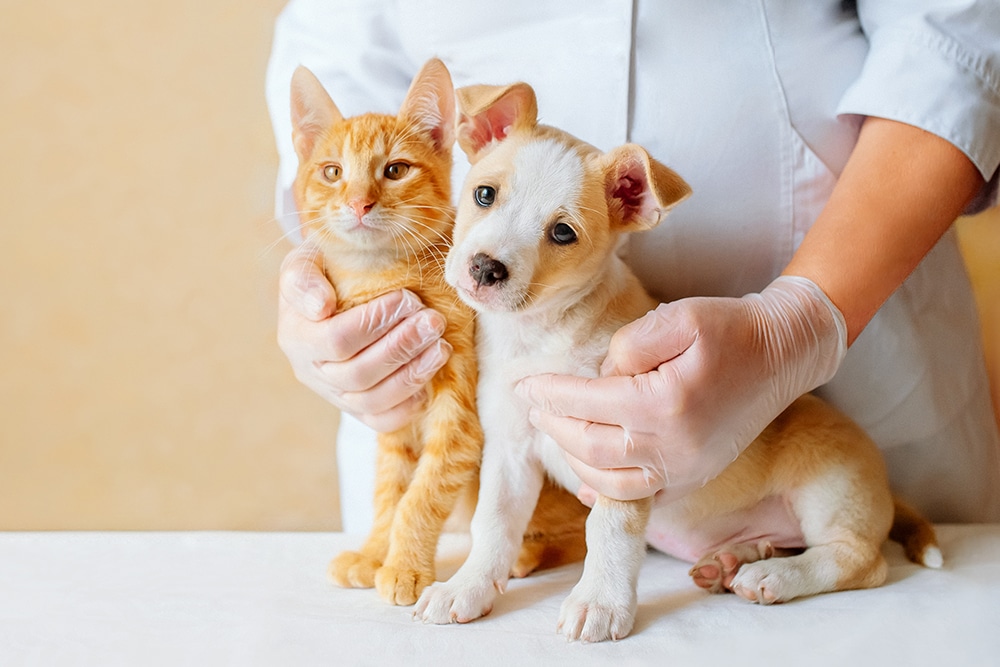 A person wearing gloves gently holds a ginger kitten and a small white and tan puppy sitting side by side on a white surface.