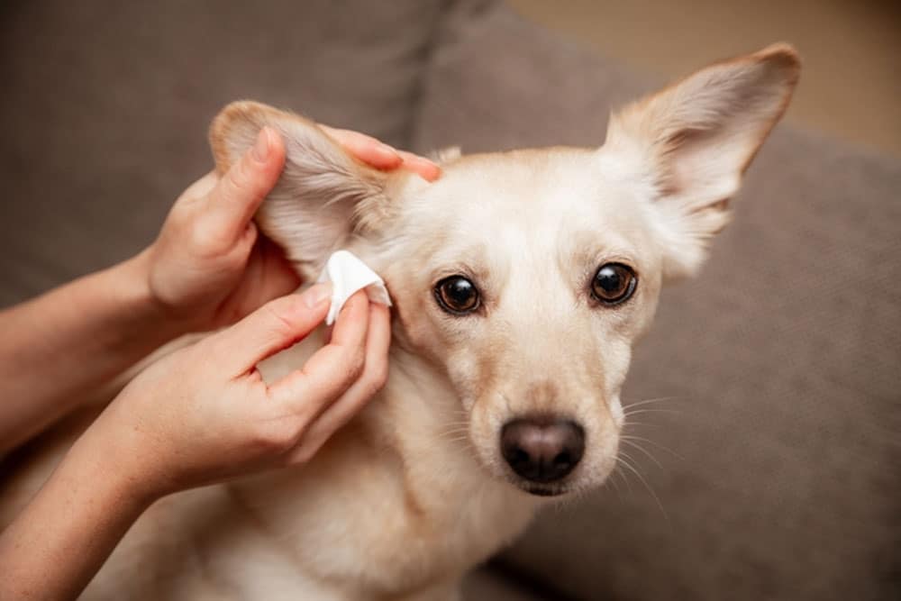 A person gently cleans a light-colored dog's ear with a white cloth while the dog sits calmly on a couch.
