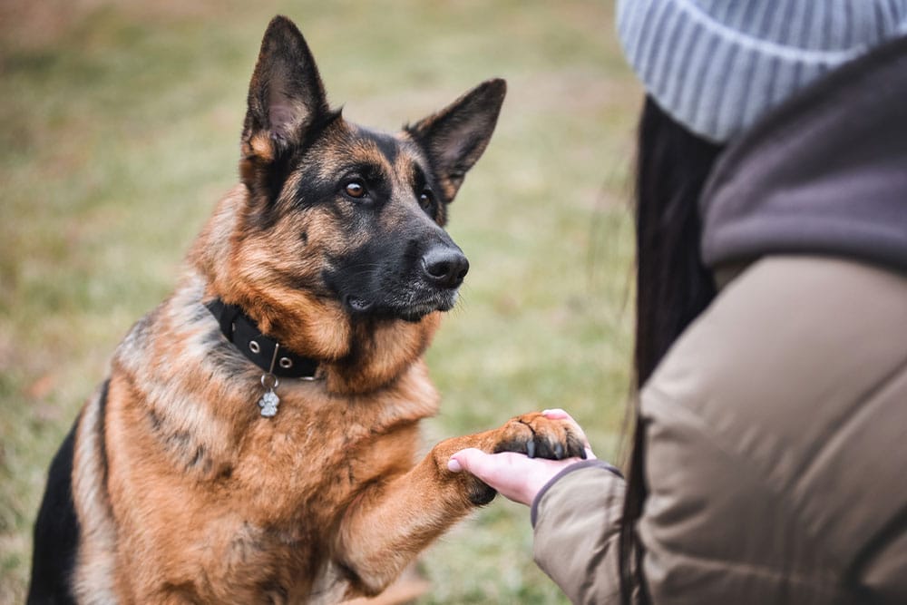 A German Shepherd sits on the grass, lifting its paw onto a veterinarian's hand. The vet, wearing a jacket and gray beanie, faces away from the camera. The dog gazes attentively at the person.