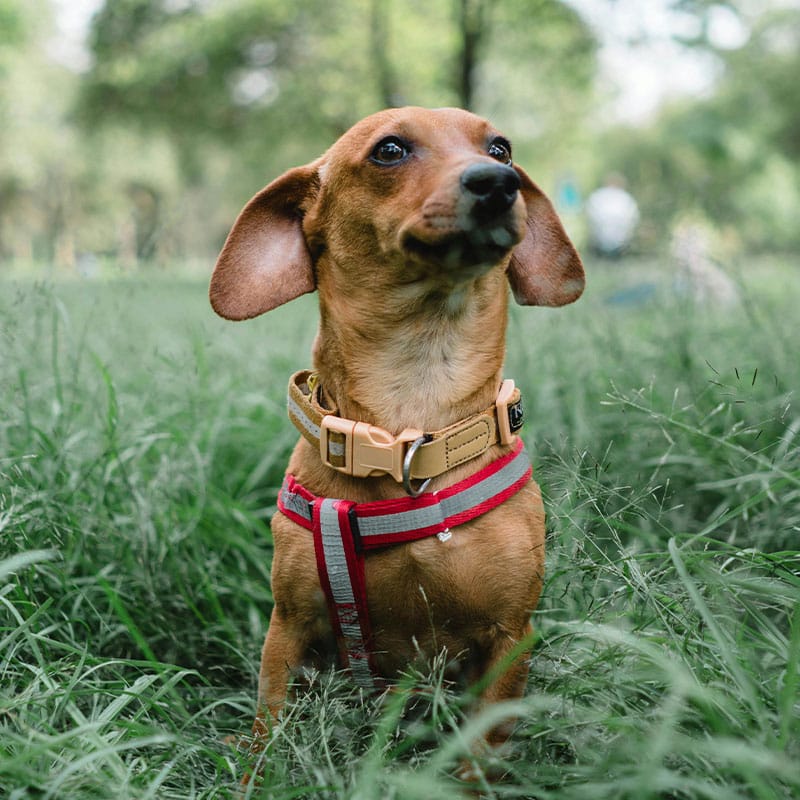 A brown dachshund wearing a red harness and a tan collar stands in tall green grass, its ears perked up in curiosity. The background features blurred greenery, evoking a natural outdoor setting, much like a vet's spacious garden for examining happy pets.