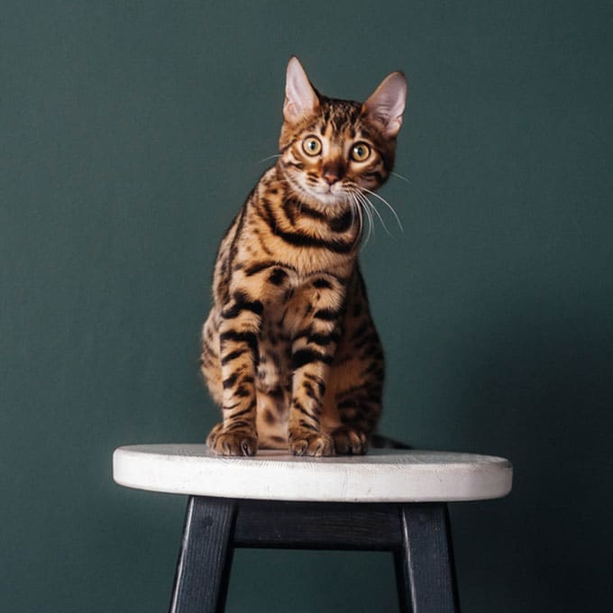A Bengal cat with striking leopard-like spots sits on a white stool against a dark green background, looking directly at the camera with wide eyes and alert ears, as if ready for its next vet visit.