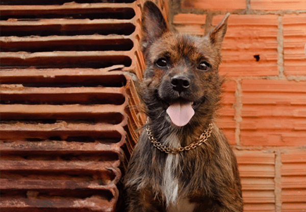 A small brown dog with a fluffy coat and a gold chain around its neck sits happily with its tongue out, as if just returning from the vet. It leans against a stack of roof tiles, with a brick wall in the background.