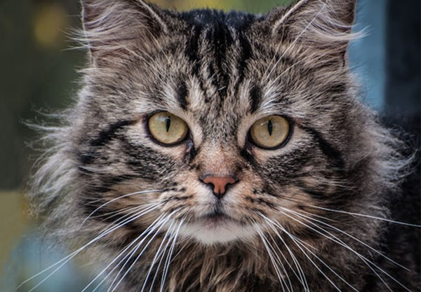 Close-up of a fluffy cat with long fur and striking green eyes, reminiscent of a visit to the veterinarian, as it stares directly at the camera. Its fur is a mix of grey and black, boasting a soft, fluffy texture. The background is blurred, focusing attention on the cat's face.