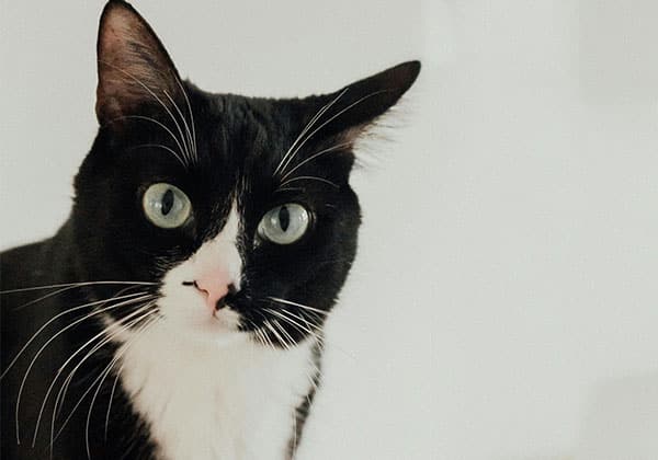 A black and white cat with striking green eyes and long whiskers gazes attentively at the camera, as if awaiting a vet's gentle care, against a soft, light background.