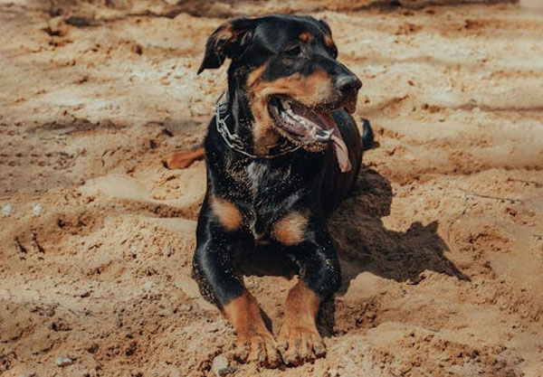 A black and brown dog lies on the sandy ground, mouth open and tongue out, basking in the sunlight. With its collar snug, it looks as if it just returned from a check-up with the vet, perfectly healthy and utterly relaxed.