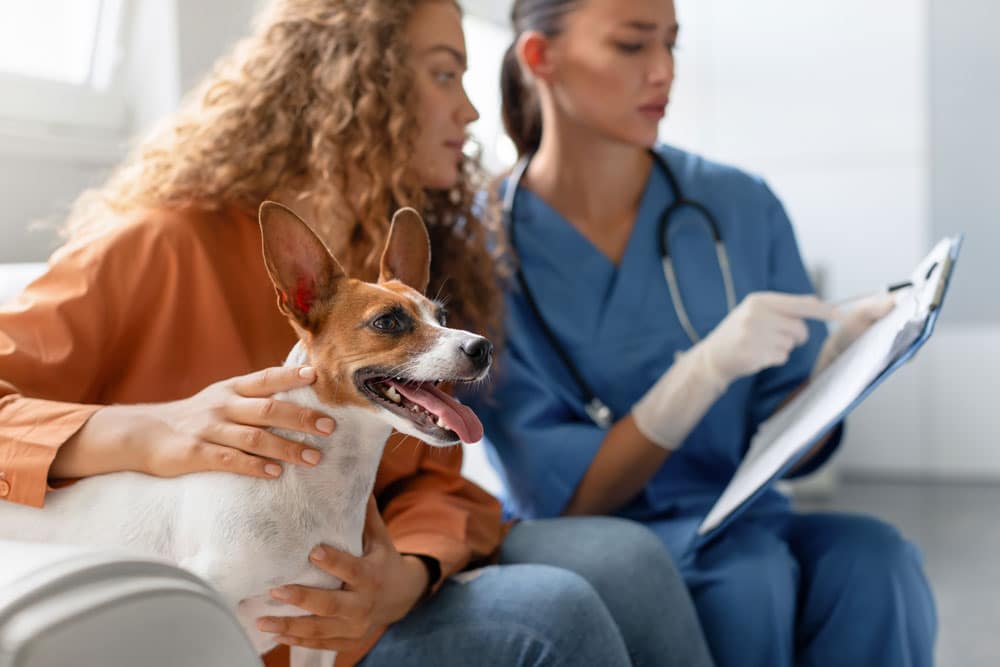 A woman with curly hair holds a small dog while sitting next to a vet in blue scrubs. The veterinarian, wearing gloves, is pointing at a clipboard, possibly discussing the pet's health. The dog looks alert and happy.