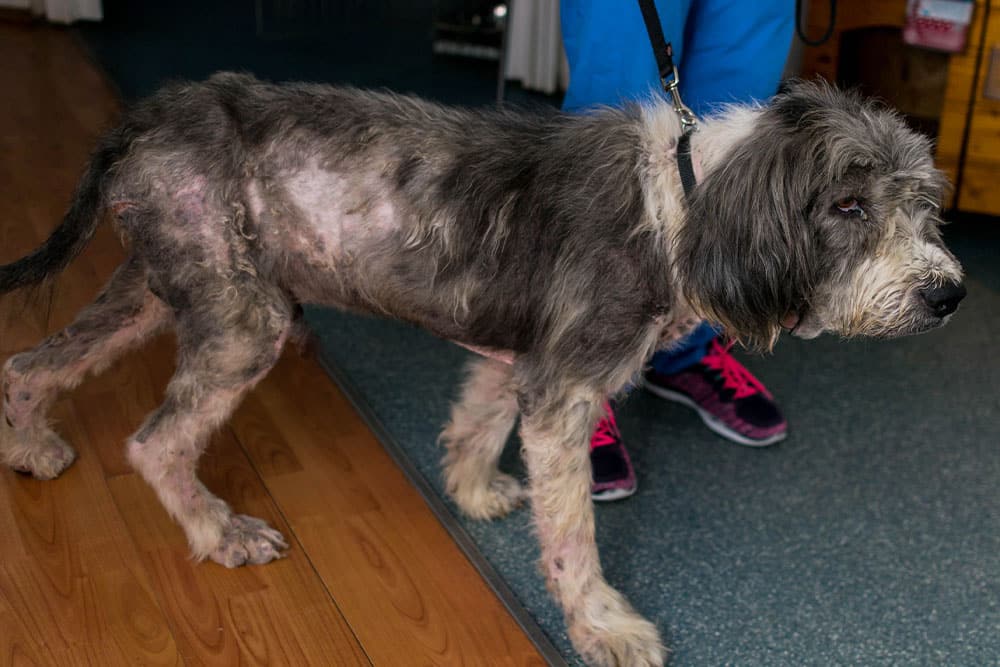 A thin, scruffy dog with patchy fur stands on a leash indoors. The dog appears to have hair loss and irritated skin. A person wearing blue pants and sneakers is partially visible behind the dog.