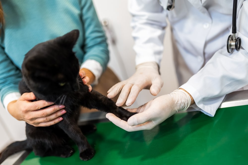 A veterinarian wearing gloves examines a black cat's paw on an examination table. An owner, in a teal sweater, assists by holding the cat. The scene is in a bright, clinical setting.