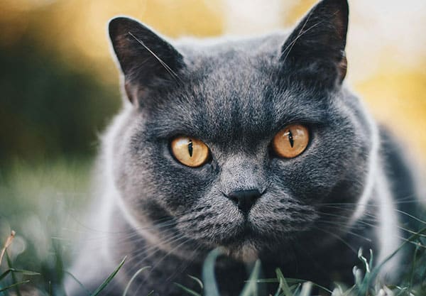 Close-up of a gray cat with striking amber eyes, lying on grass. The background is softly blurred, highlighting the cat's intense gaze and round face. This serene moment could make any veterinarian appreciate the calm before a check-up.