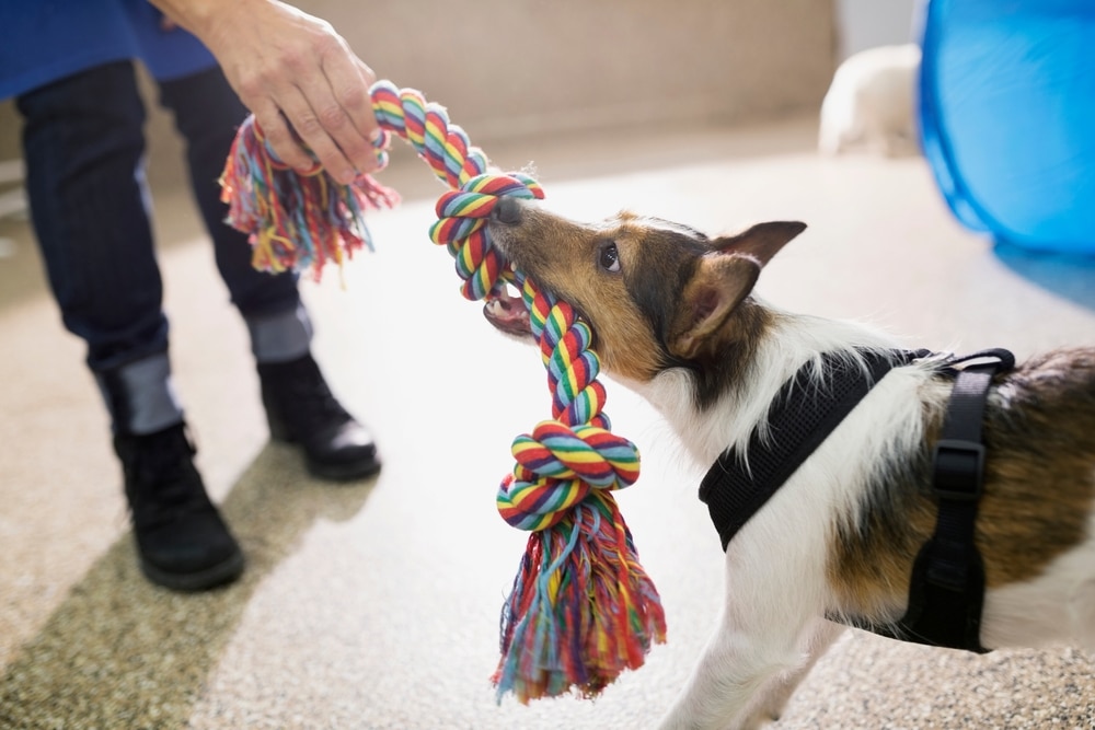 A small dog wearing a black harness is playfully tugging on a colorful rope held by a person. The person is wearing dark jeans and black shoes. The background is indoors with a light-colored floor.