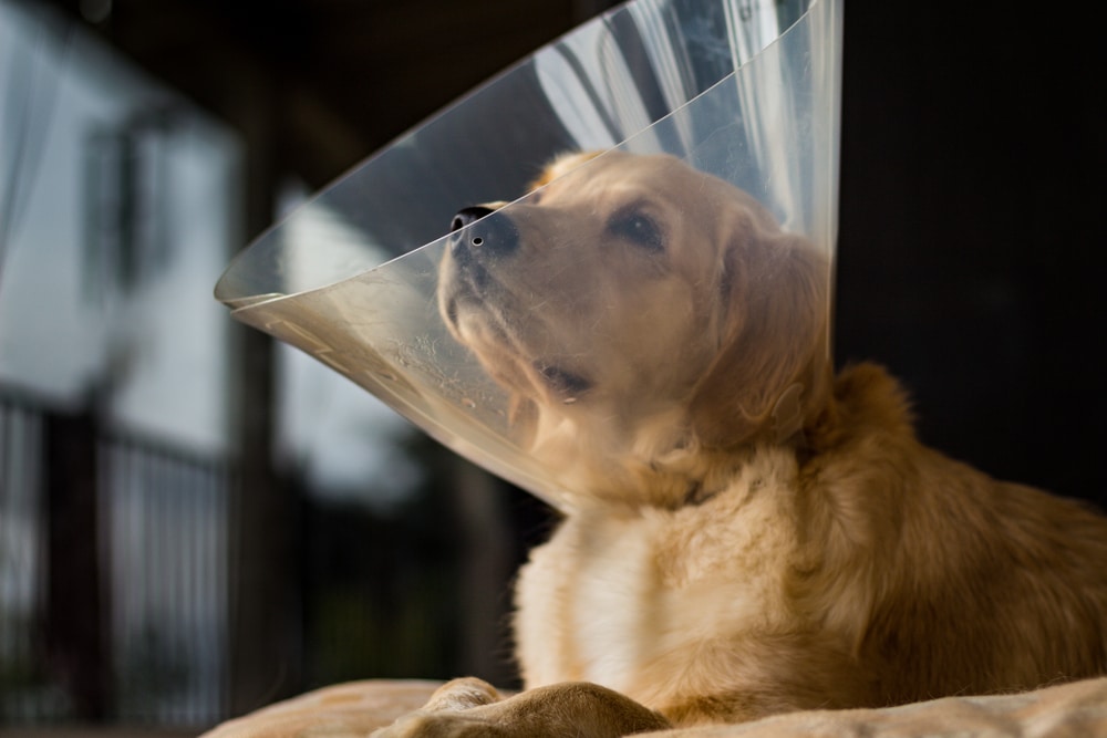 A golden retriever wearing a plastic cone (Elizabethan collar) sits indoors, looking slightly upward with a calm expression. The background is softly blurred.