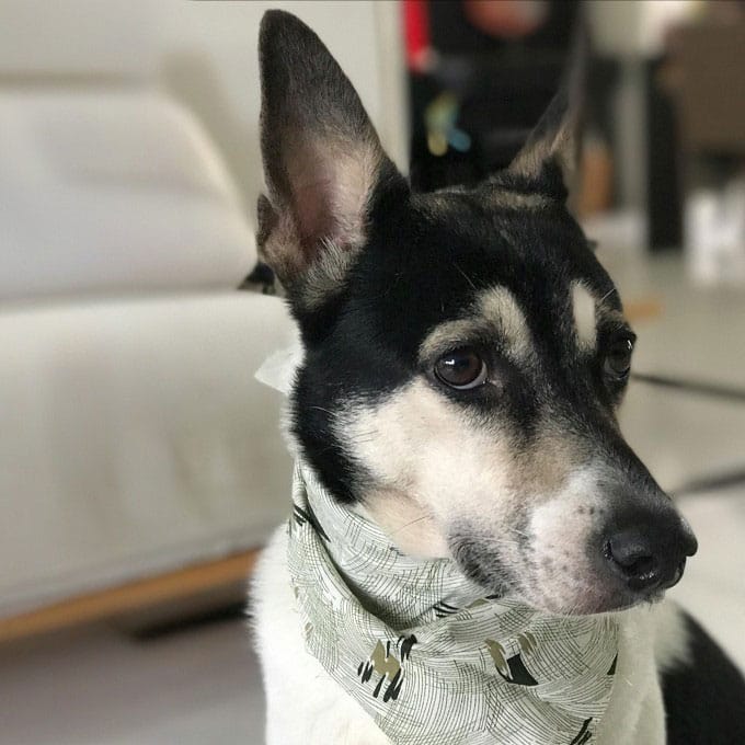 A black and white dog with large ears is wearing a patterned scarf, perhaps after a visit to the veterinarian. It's sitting indoors on a light-colored floor, with a white sofa in the background, slightly out of focus.