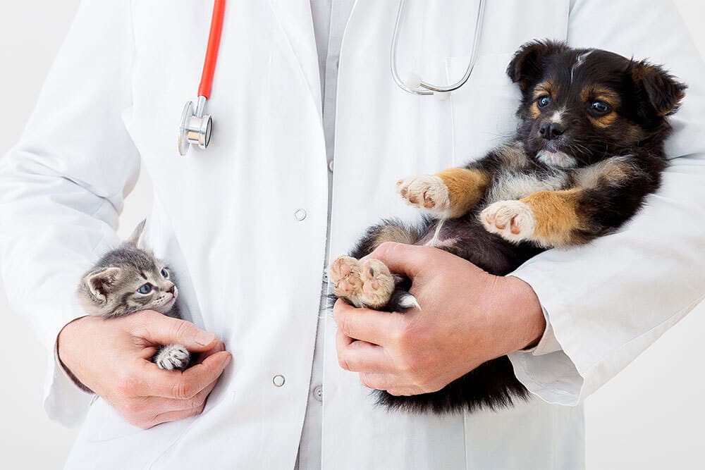 A veterinarian in a white coat holds a small gray kitten in one arm and a brown and black puppy in the other. A stethoscope hangs around the vet’s neck.