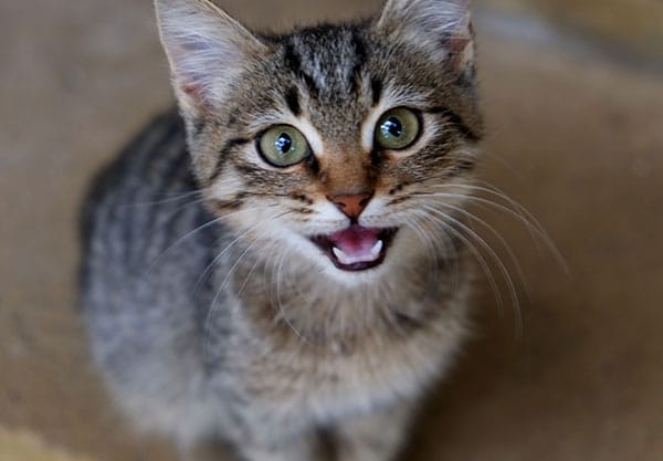 A tabby kitten with green eyes sits on a concrete surface, looking up with its mouth open as if meowing, perhaps seeking the attention of a caring veterinarian. Its fur is gray with black stripes, and its ears are perked up.