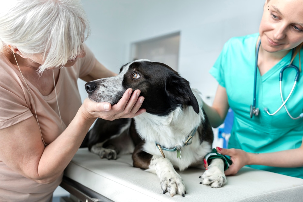 An older woman gently holding a black and white dog on a veterinary examination table. A veterinarian in teal scrubs and a stethoscope caresses the dog, preparing for a checkup in a bright medical room.