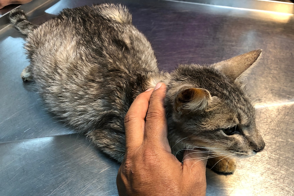 A person's hand gently holds a small, gray tabby cat lying on a metallic surface, possibly at a veterinary clinic. The cat appears alert but calm.
