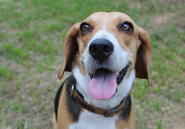 A beagle with a black, brown, and white coat sits on grass, looking up with a happy expression. Its tongue is out, and it wears a brown collar ready for its veterinarian visit. The background shows a blurred grassy area.
