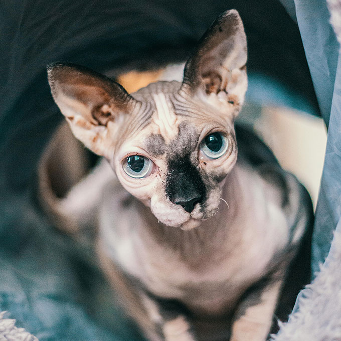 A sphynx cat with large blue eyes and wrinkled skin is gazing directly at the camera. Partially wrapped in a soft, gray blanket, it highlights its hairless appearance and prominent ears—an image that any veterinarian would find endearing.
