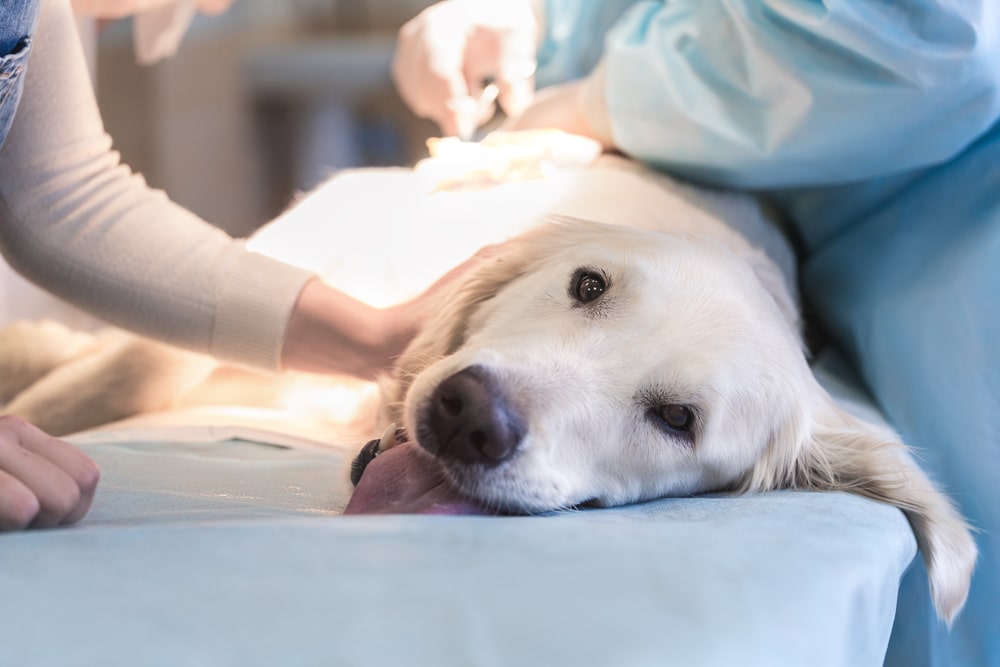 A golden retriever lies on a veterinary exam table, looking tired with its tongue out, while two people in medical scrubs gently care for it during a procedure.