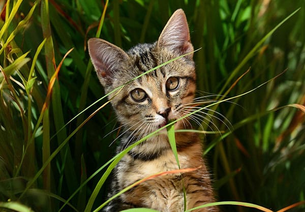 A tabby kitten with large ears and bright eyes sits amidst tall green grass, looking curiously at the camera, as if ready for its first vet visit. The sunlight highlights its fur, creating a warm, natural setting.