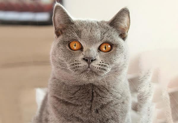 A fluffy gray cat with striking orange eyes looks directly at the camera, its intense gaze captivating the lens. The softly blurred background highlights the charm of this feline, a perfect portrait for any veterinarian's clinic showcasing furry patients with personality and poise.