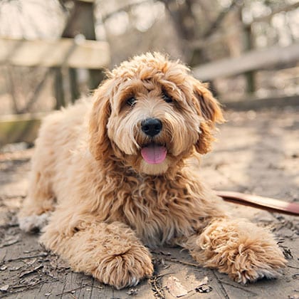 A fluffy brown dog with curly fur lies on a wooden pathway outdoors, looking directly at the camera with its tongue out, as if posing for a photo after a cheerful visit to the veterinarian. The background is blurred with trees and a wooden fence.